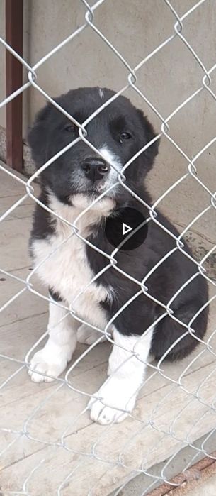 Алабай сао щенок