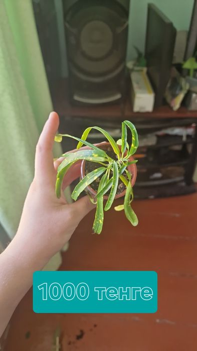 Комнатные цветы  продаються