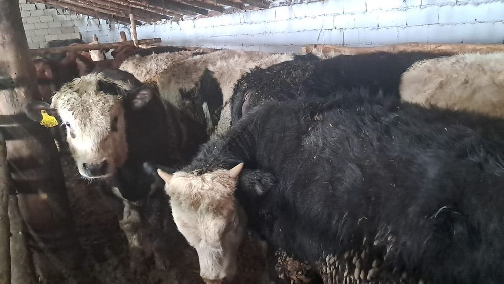 Бычки откормлены готово