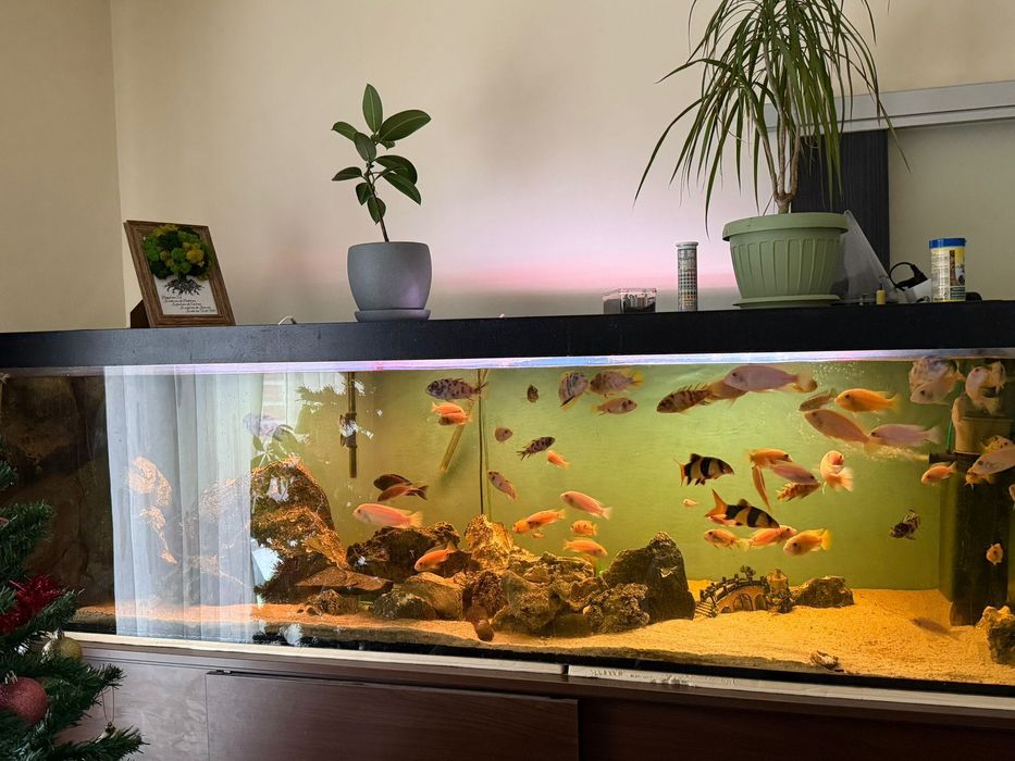 Acvariu 200/60/60 -720 L