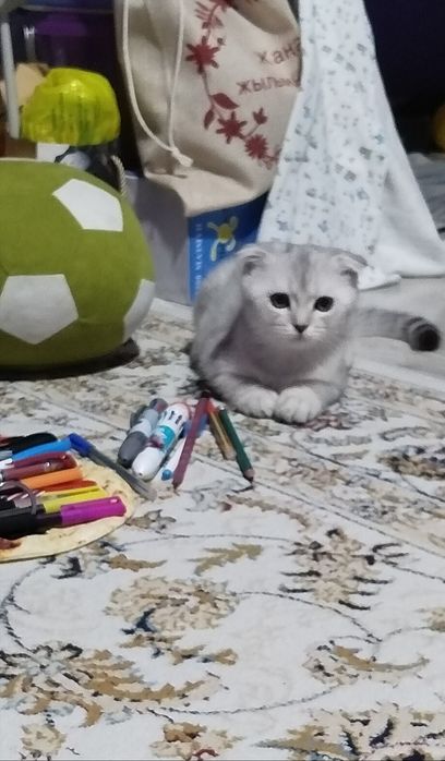 Шиншилла котенок