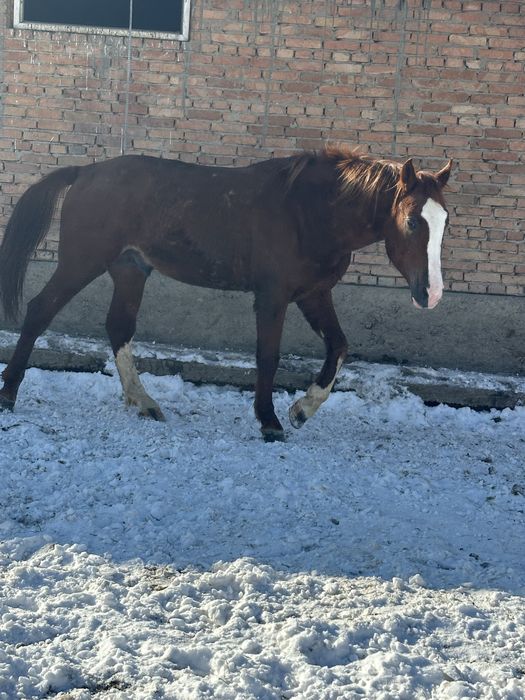 Айгыр жеребчик лошадь донен