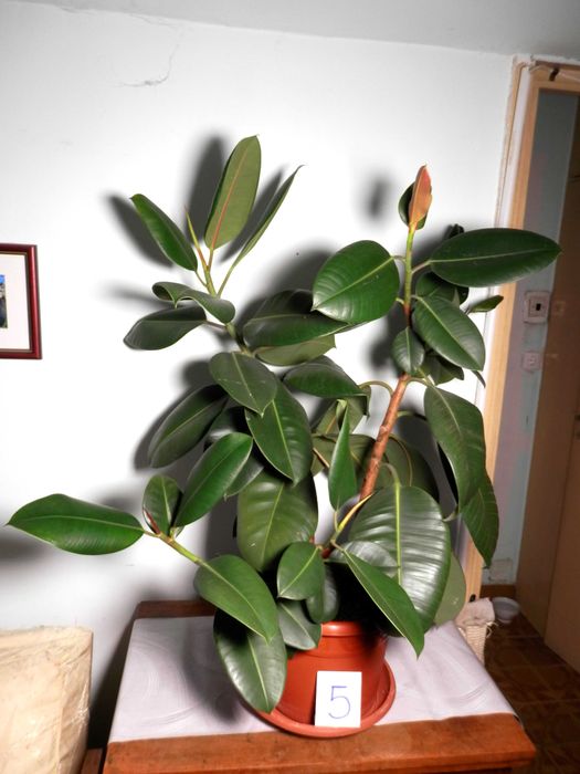 Ficus Elastica Robusta