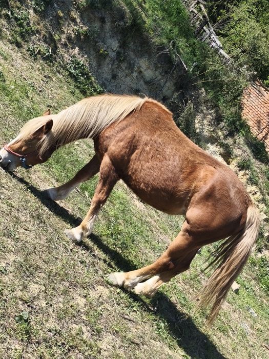 Vând o mânză și un mânz