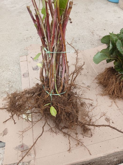 Продавам разсад Ягоди и Малини