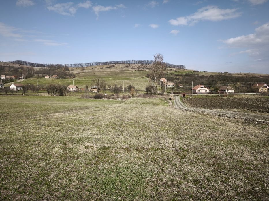 Taren de vânzare în Firminiș