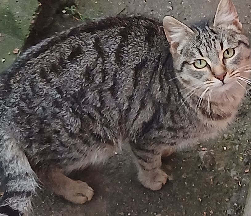 donez 2 gemeni baieti identici