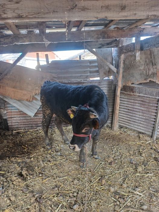 Продам бычка полтарашка.