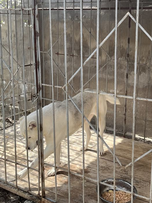 Ит сатылады түсі ақ