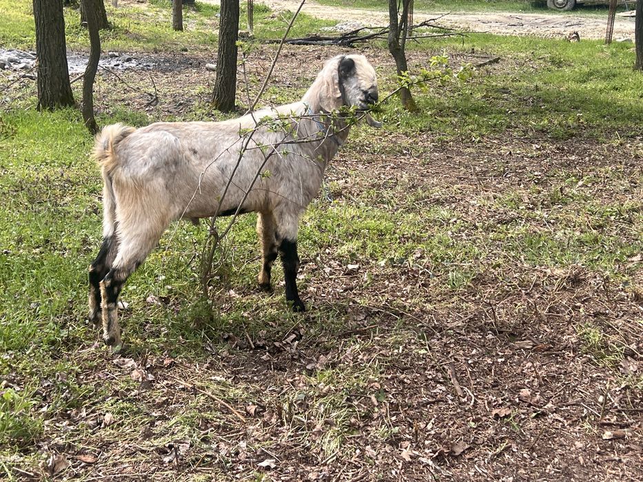 Tap anglonubian varsta 2 ani jimate