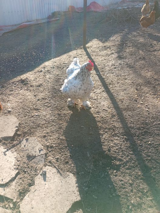 Ouă  verzi araucana și oua brahma pentru incubator  8 lei buc.