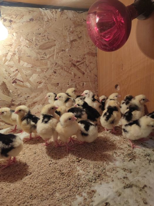 Пушкинские цыплята !!!