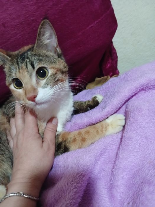 Подарю 3х цветную кошку для счастья и удачи в доме