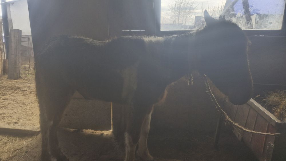 2 жасар құнан сатылады