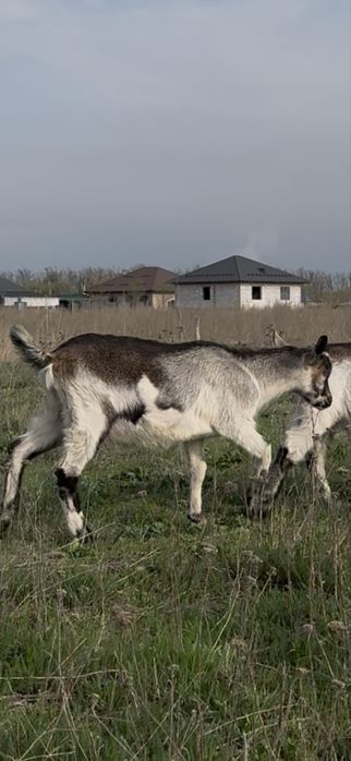 Альпийские козлята, мальчики