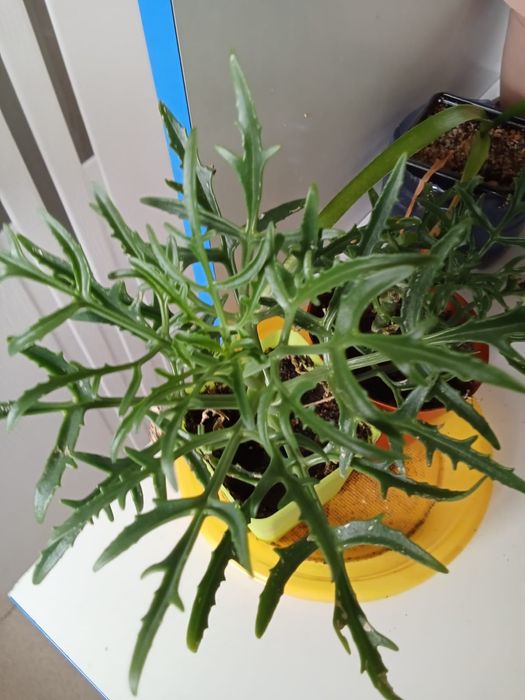 Продам цветы комнатные