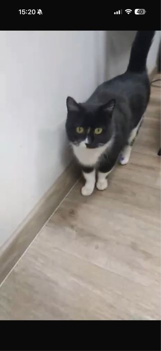 Молоденькая кошечка в добрые ручки