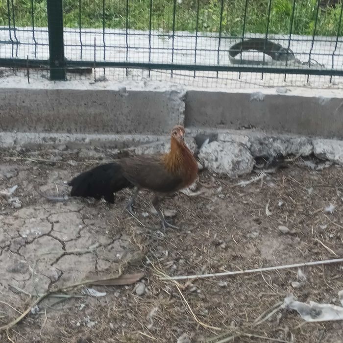 Gaini phoenix 2026
