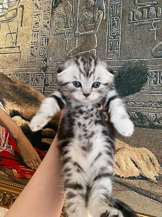 Остался шикарный мальчик шоколадный