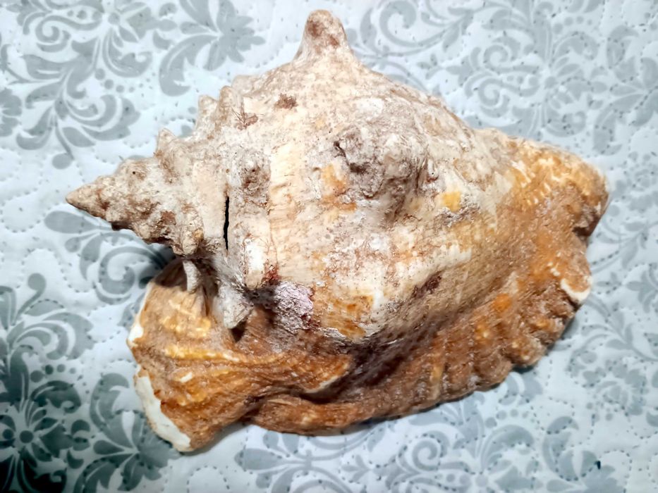 Гигантска Кралска Раковина (Pink Queen Conch) от Куба-25 см – Уникат!