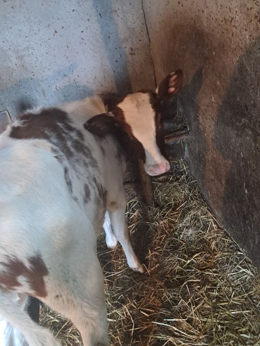 Vand un vitel  de 3 luni