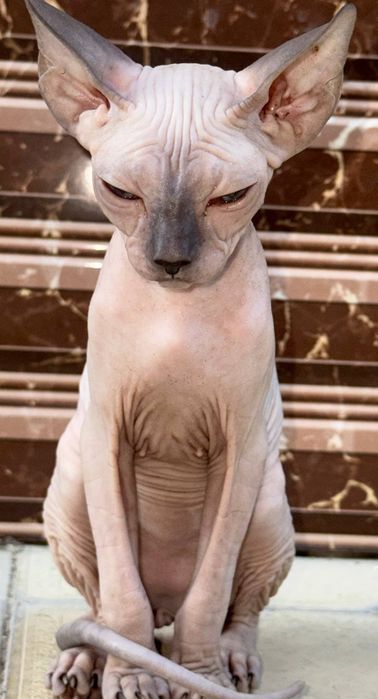продаётся котёнок
