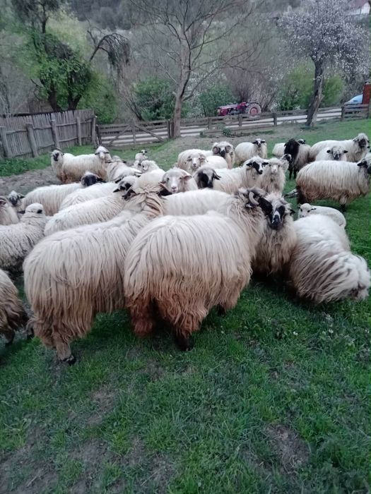 Vând 10 oi turcane cu lapte