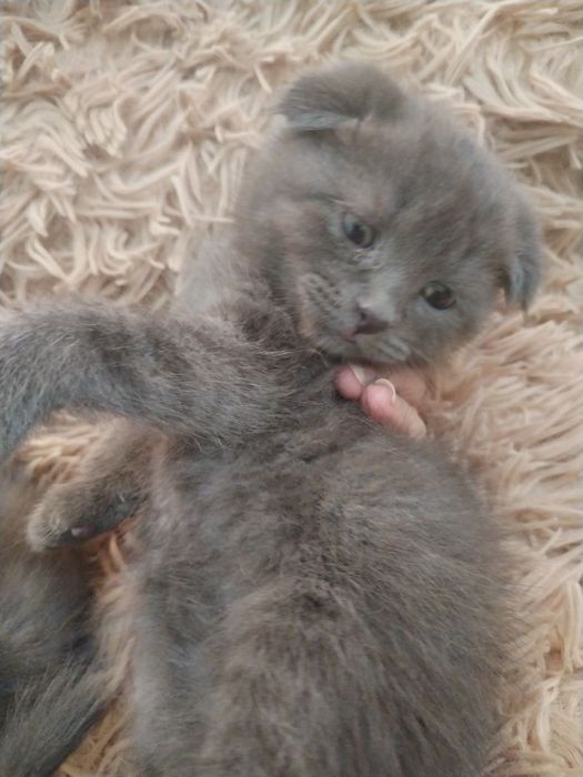 Продаются котята