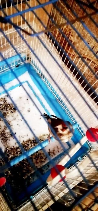 Sava norchi sotiladi 7 oylik qush yaxshi boqilgan qush nar