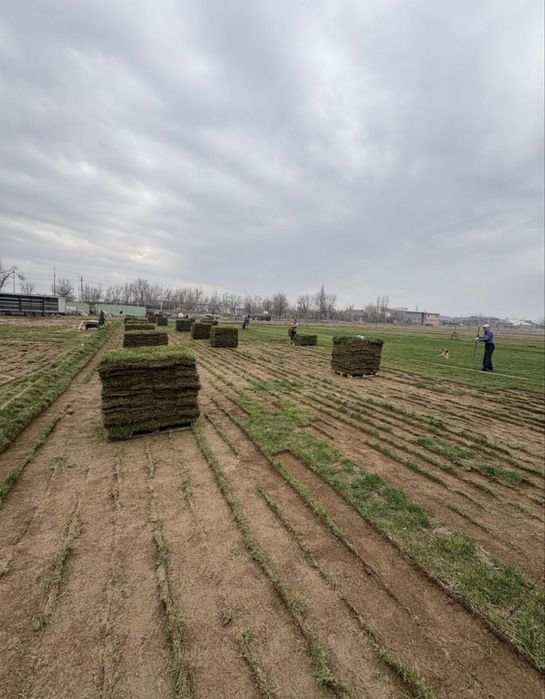 Рулонный газон жане газон егемыз