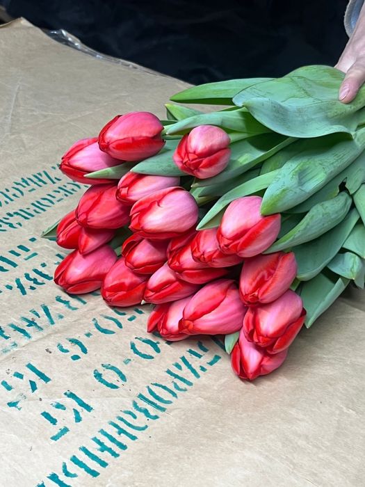 Тюльпаны оптом и в розницу