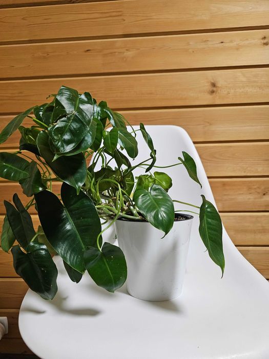 Комнатные цветы недорого