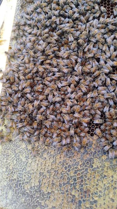 Пчеломатки Карника и Бакфаст