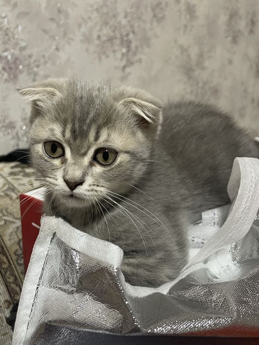 Продаются котята!!!