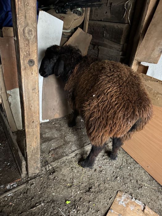 семиз койлар сатылады оптом бар