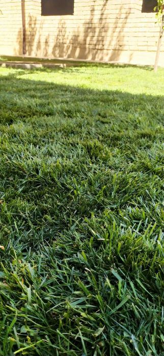 Газон Gazon o'rnatib beramiz landshat qilamiz