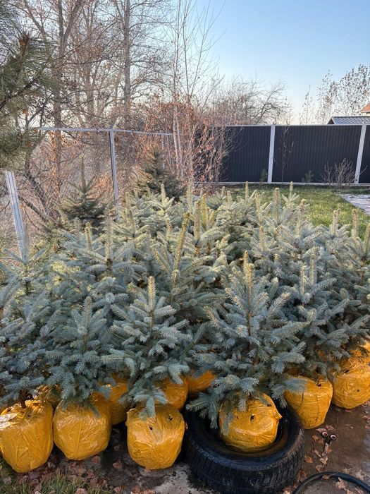 Ёлки голубые блюдаймонд