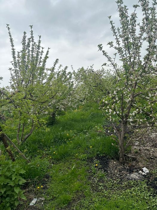 Продам дом с садом