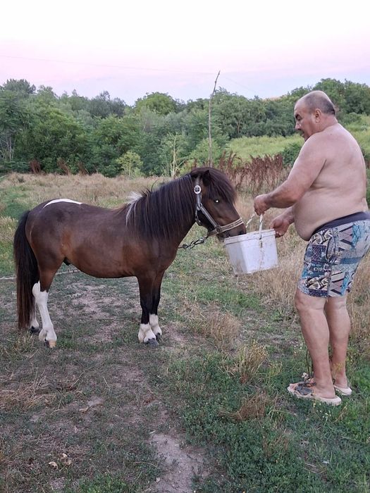 Пони - добре гледано