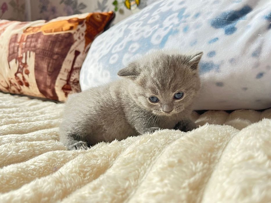 Бронь британских котят