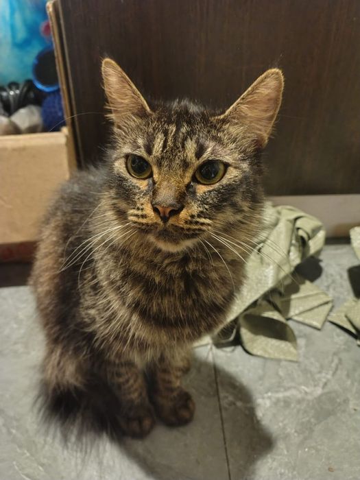 Отдам полумейнкунов