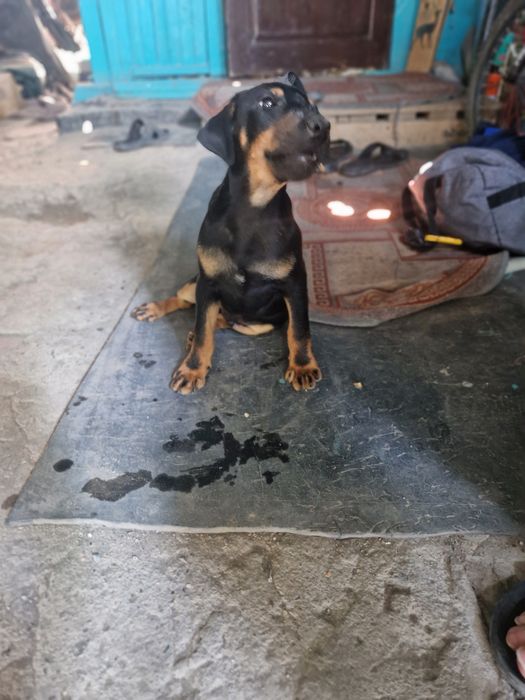 Продам. Умненький молыш 3месеца.