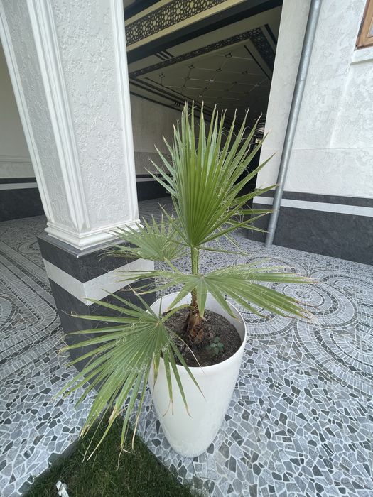 Вашенгтония домашнее ростение