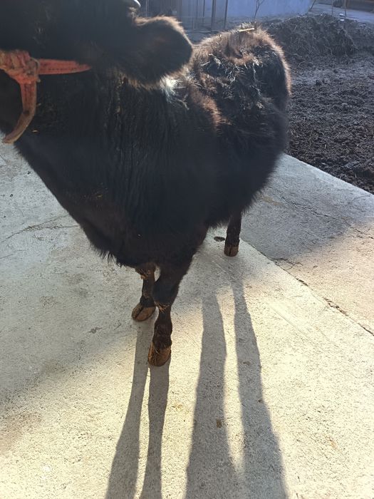 Gunajin sotiladi narxini kelishamiz