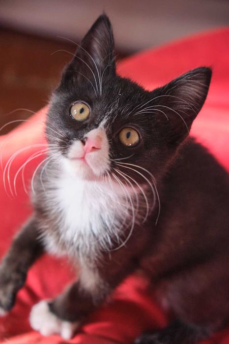 Котенок 3 месяца