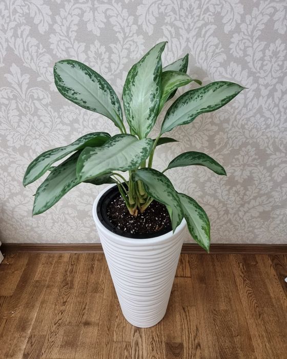 Аглаонема Сильвер Бей