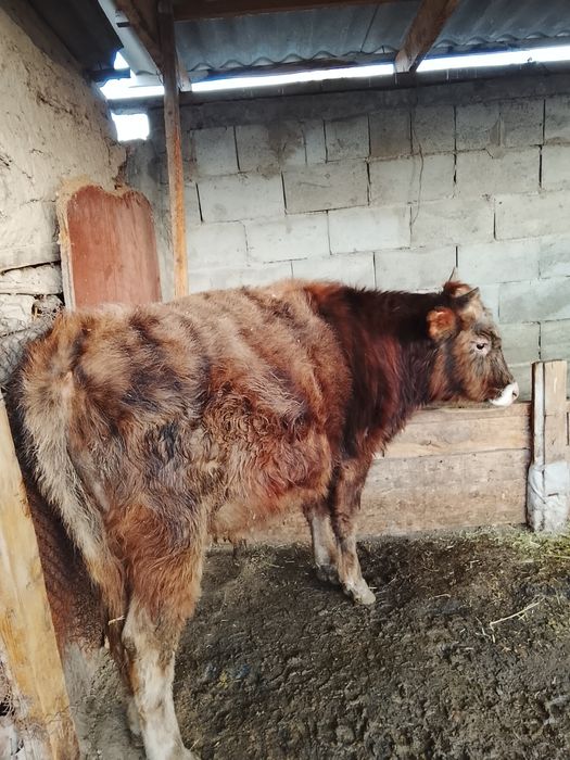 Бұқа сатамын,келісім бар