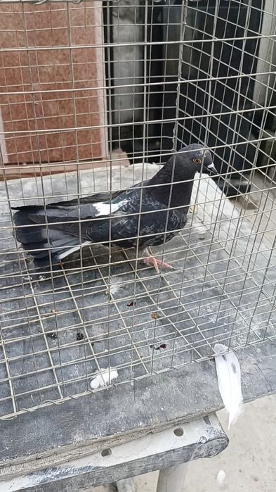 Голуби широхвостые