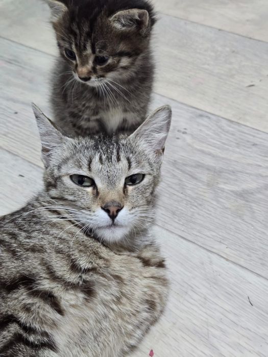 Ищем дом для котенка !