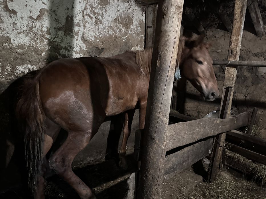 Продается тай